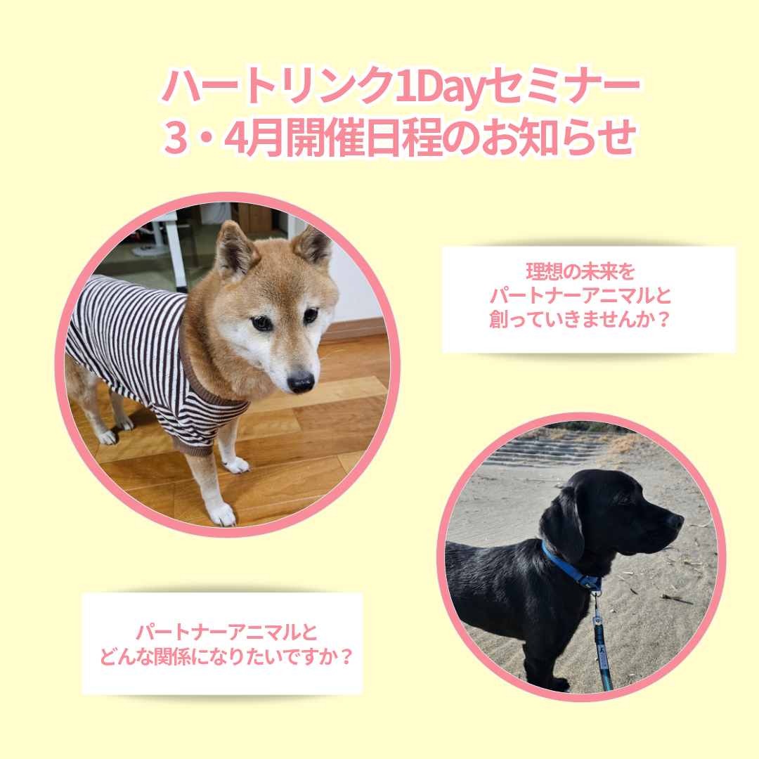 【3月~4月開催/受付中】ペットと理想の関係&未来を作る3つの法則体感セミナー・オンライン開催(担当講師:根上真奈美さん)